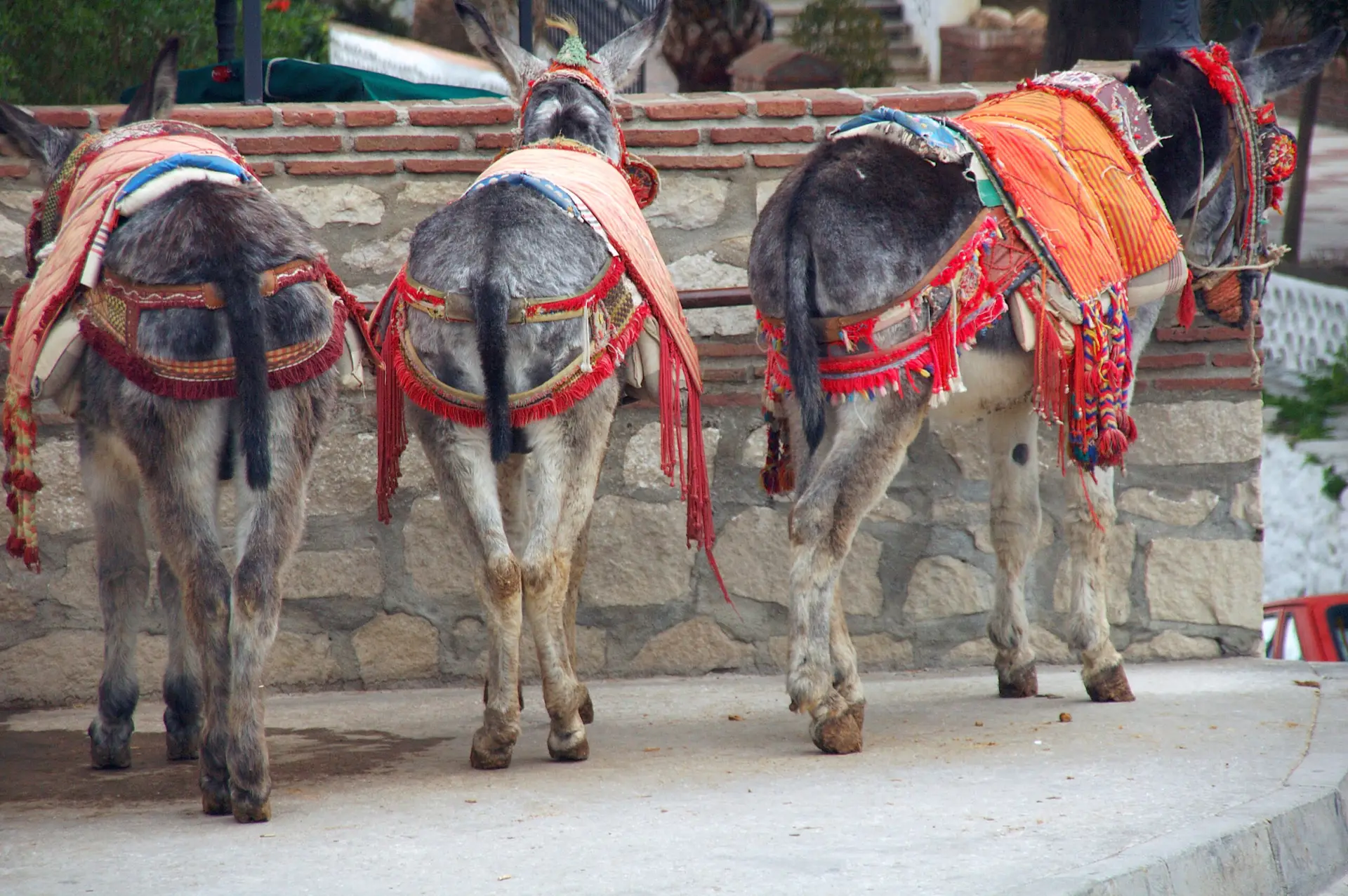 burros aparcados